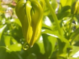 Gloriosa superba bud pointing down